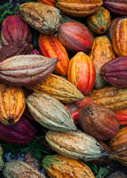 Ripe pods · Cacao