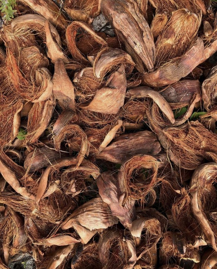 Husks made with coconut