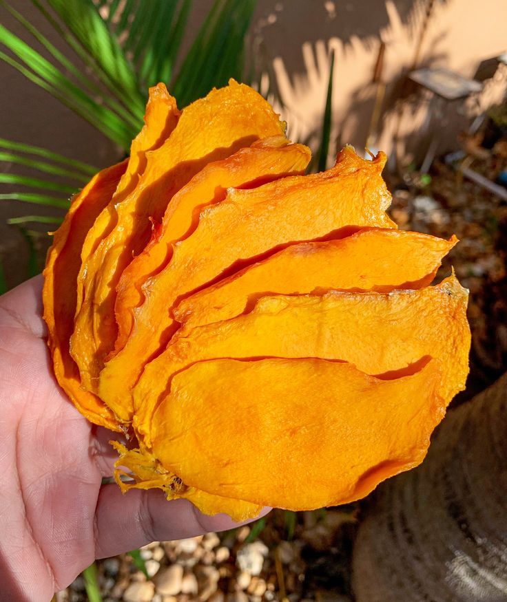 Carabao mango · Dried fruit