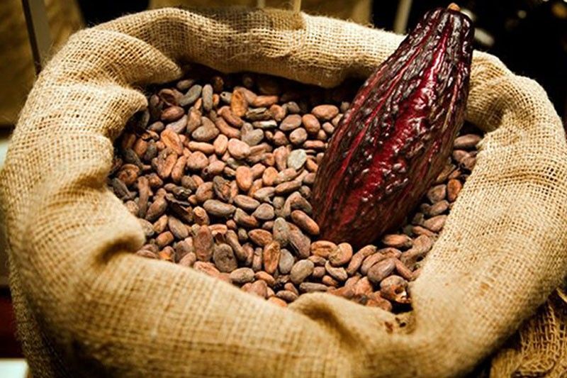 Cacao · product shot