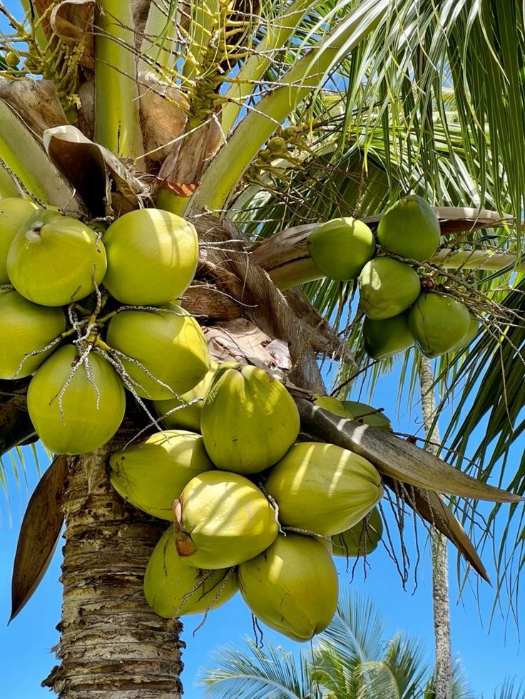On the palm · Coconut
