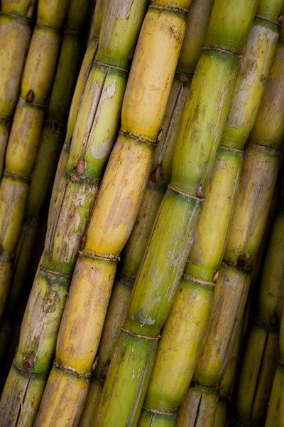 Cut cane · Muscovado